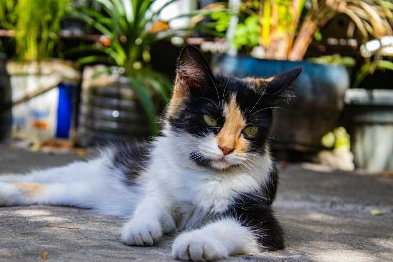 Pricing for Female Calico Cats