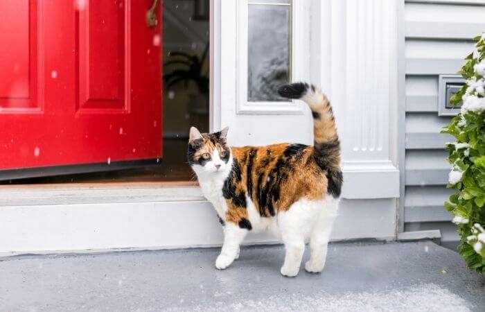 Rescue and Adoption: Affordability of Calico Cats