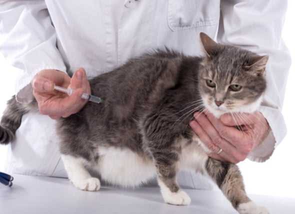 Comparing Flea Shots to Other Flea Control Methods