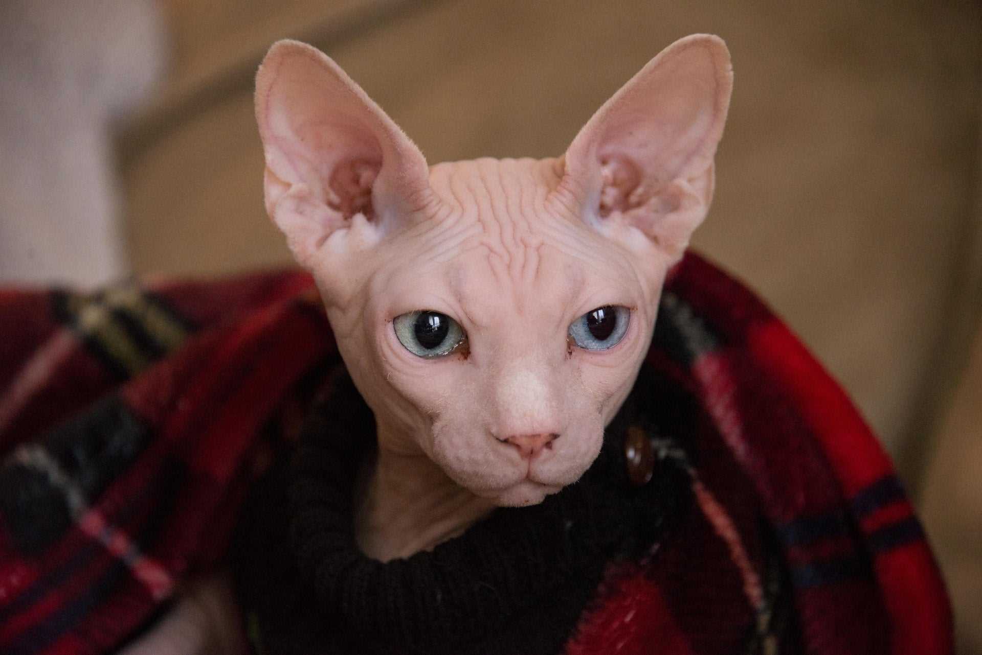 Factors Influencing the Price of Hairless Felines