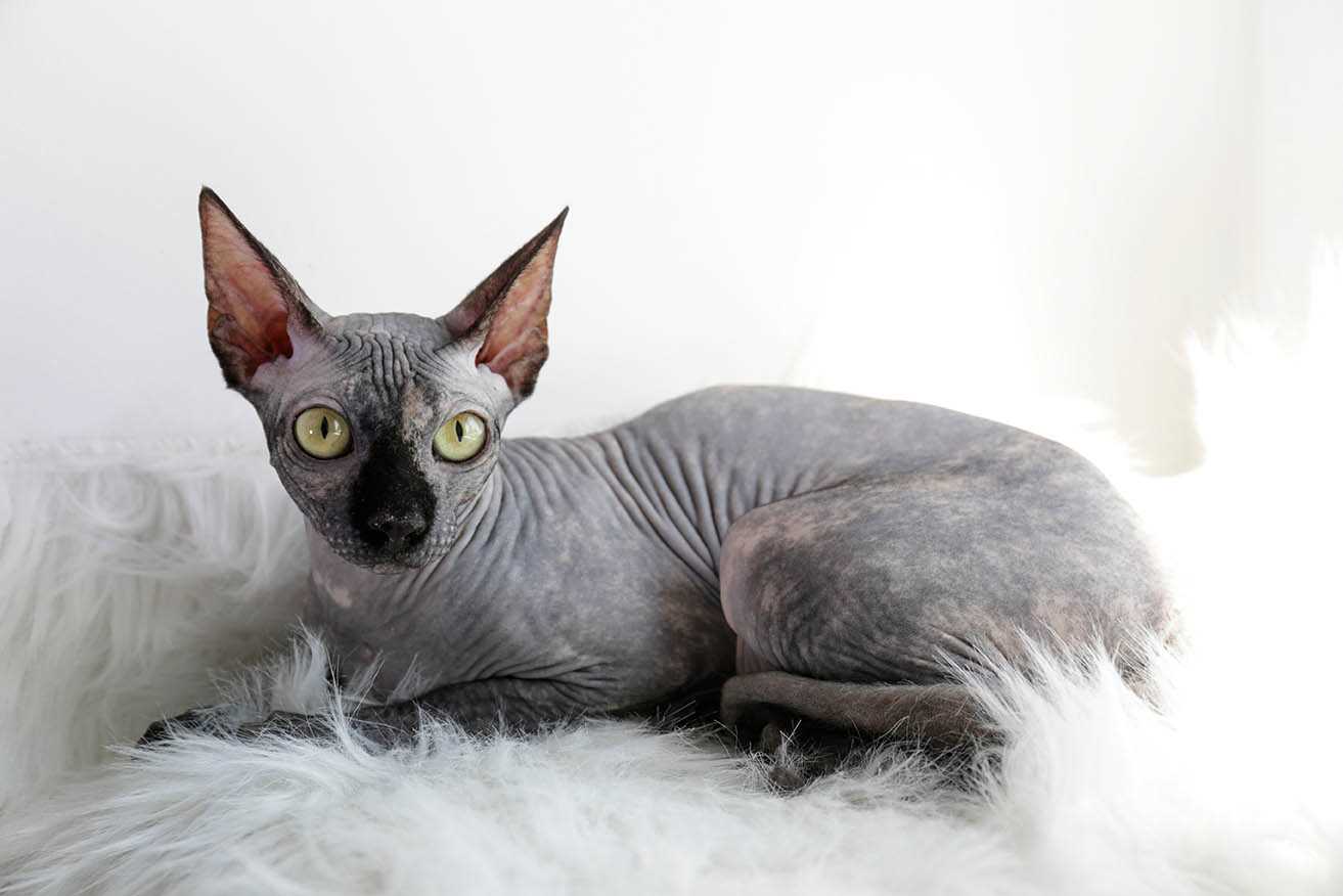Where to Buy Hairless Felines and Price Variations