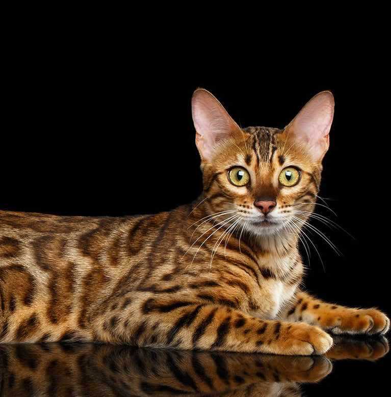 Ongoing Costs of Owning a Spotted Feline