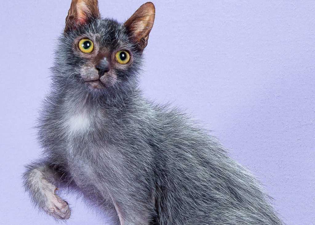 Comparing Lykoi Felines to Other Breeds in Terms of Price
