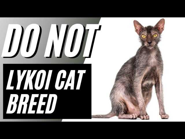Factors Affecting Lykoi Pricing