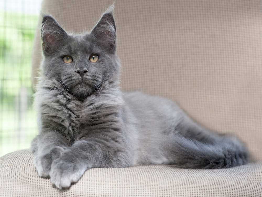 Comparing Maine Coon Costs to Other Breeds