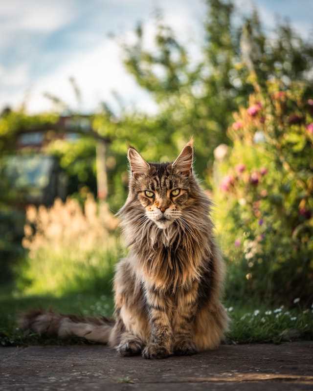 Average Price Range for Maine Coon Felines