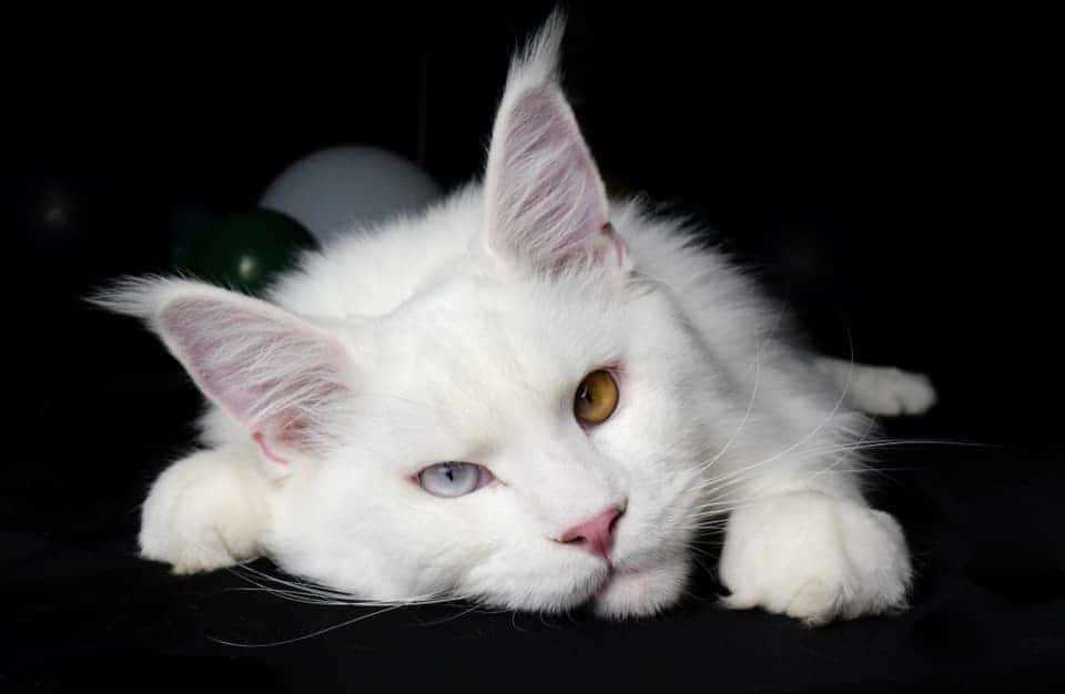 Factors Influencing Maine Coon Prices