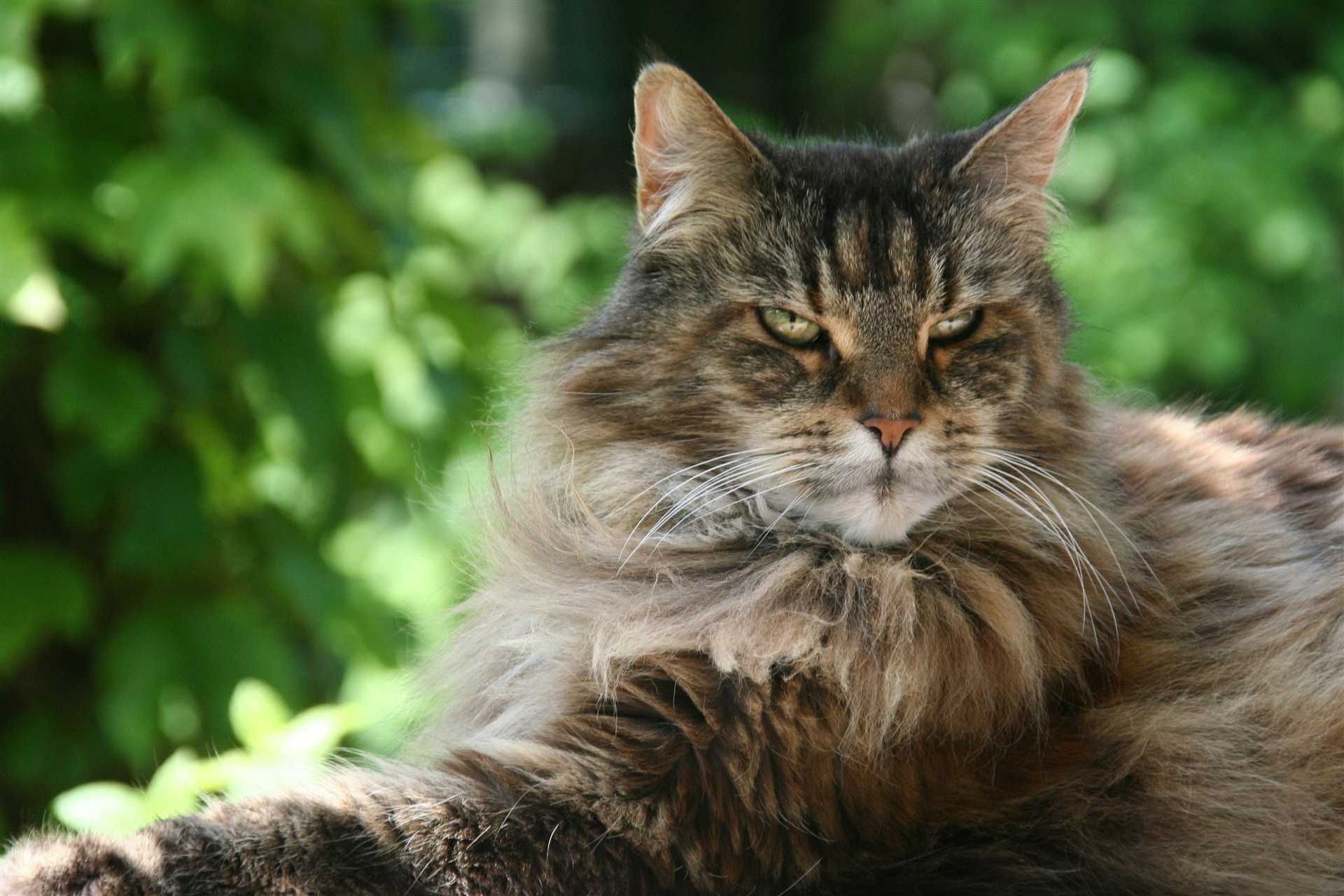 Grooming and Maintenance