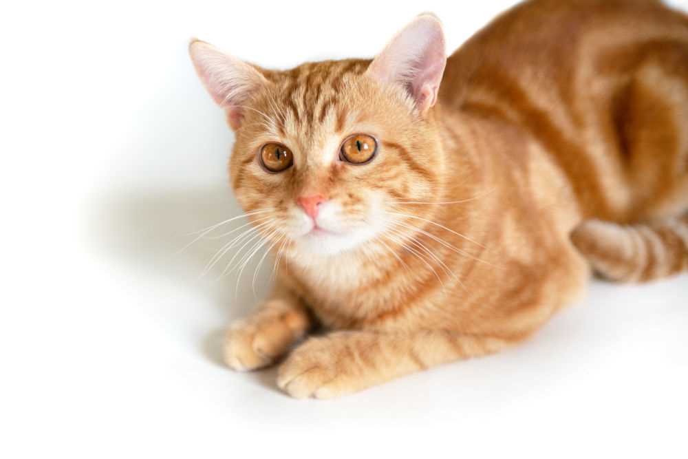 Market Trends for Orange Female Cats in 2023