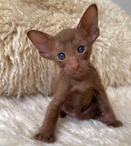 Initial Purchase Price of Oriental Shorthair Cats