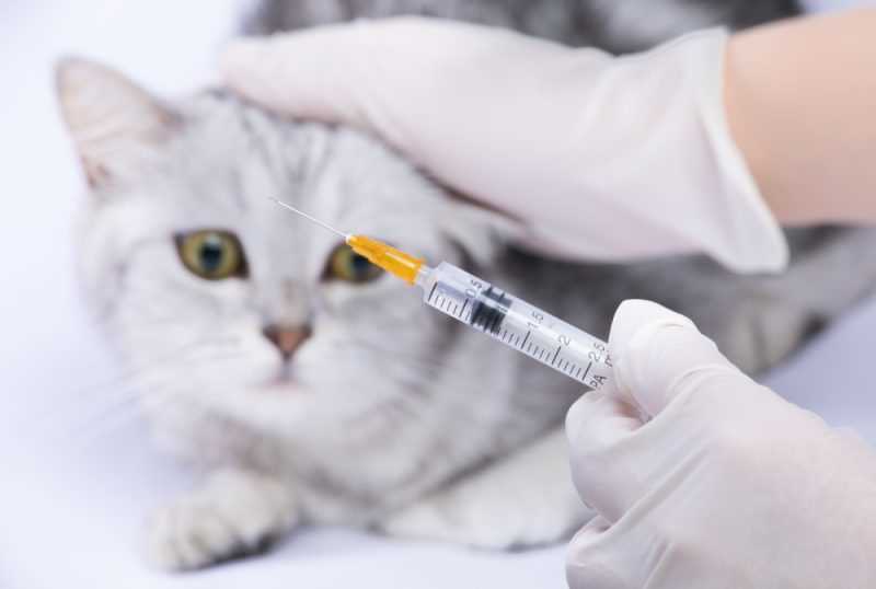 Where to Get Rabies Vaccinations for Cats