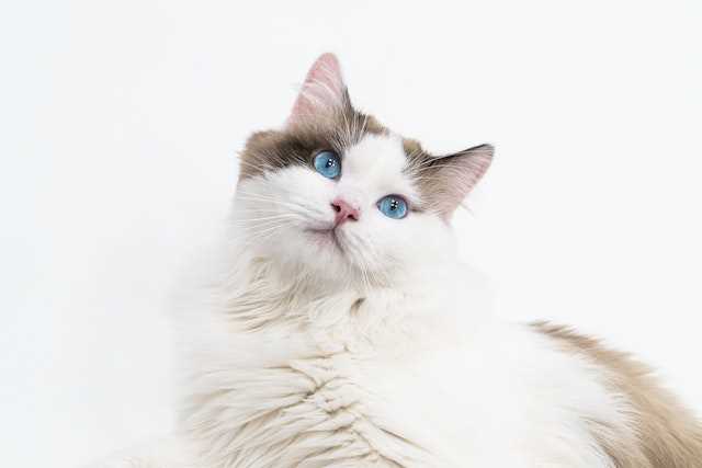 Cost Comparison with Other Popular Cat Breeds