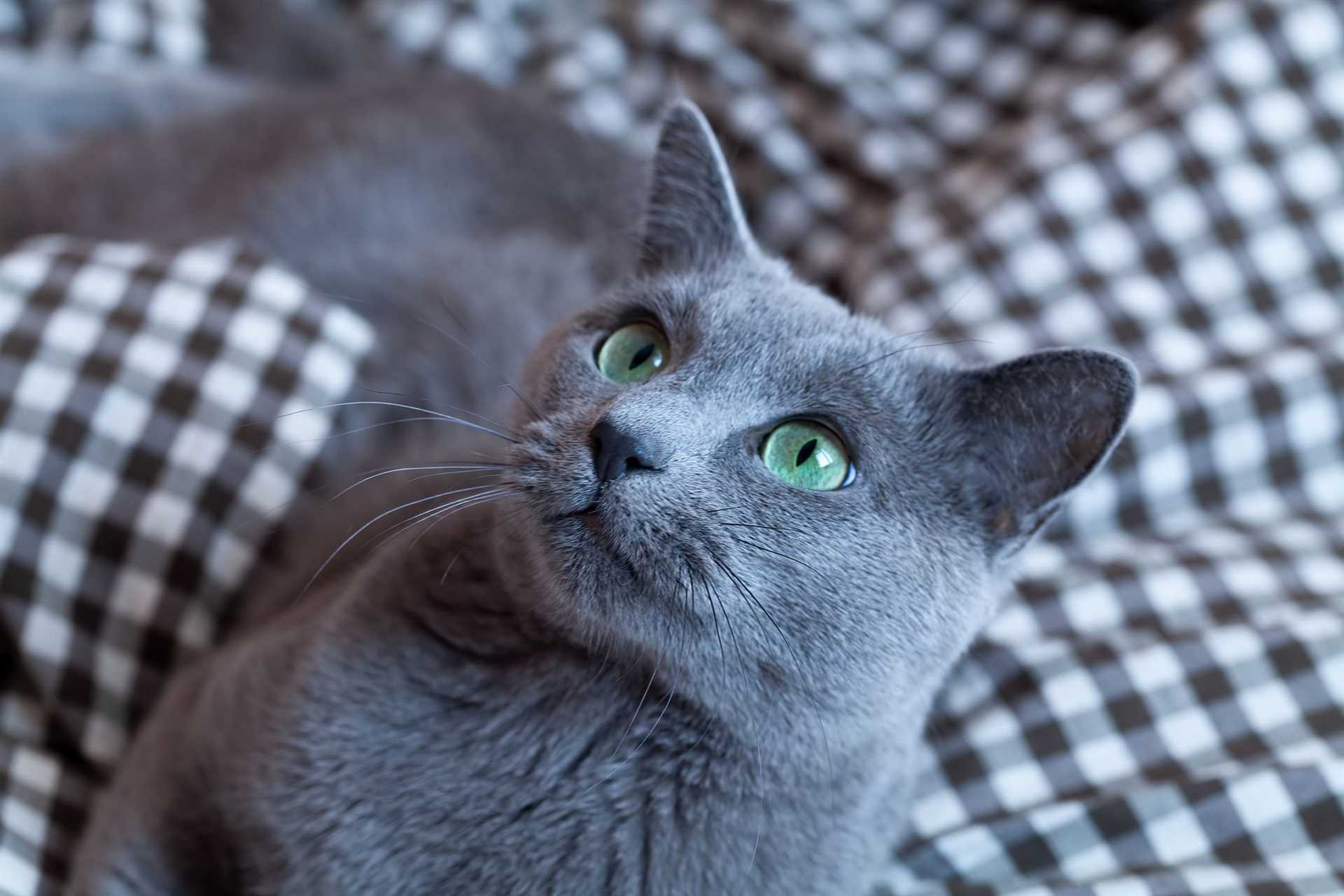 Factors Influencing the Cost of Russian Blue Felines