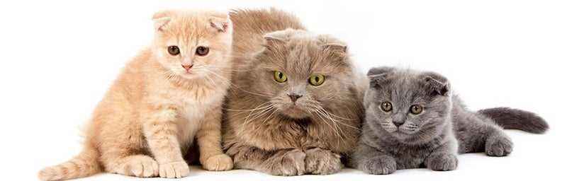 Budgeting Tips for Cat Owners