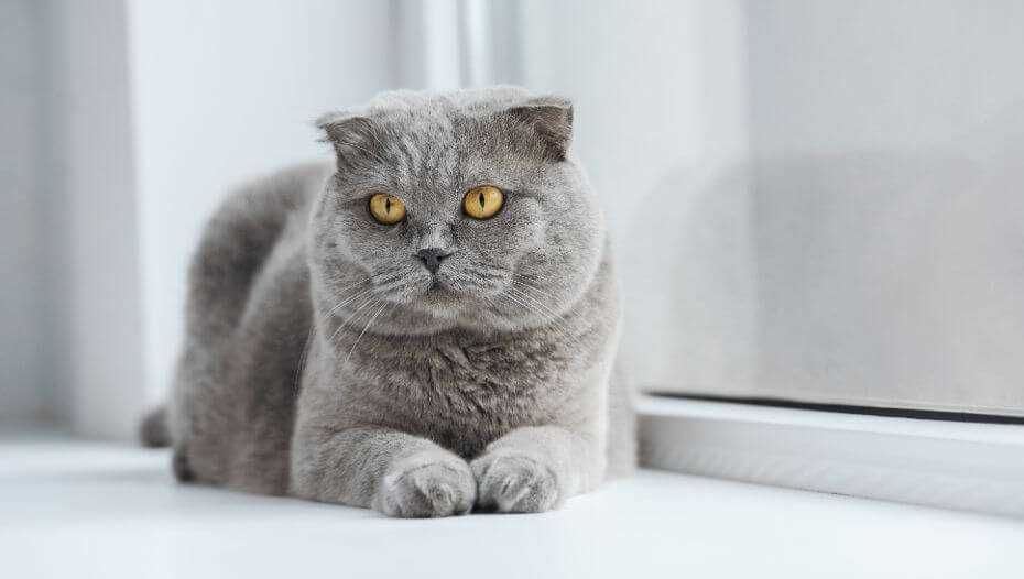Factors Influencing the Cost of Scottish Folds