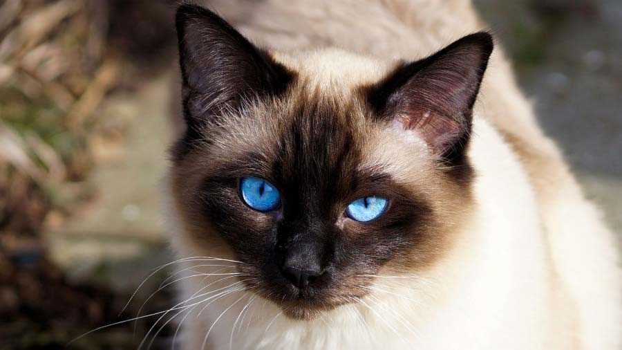 Comparing Prices: Pedigree vs. Mixed Breed Siamese Cats