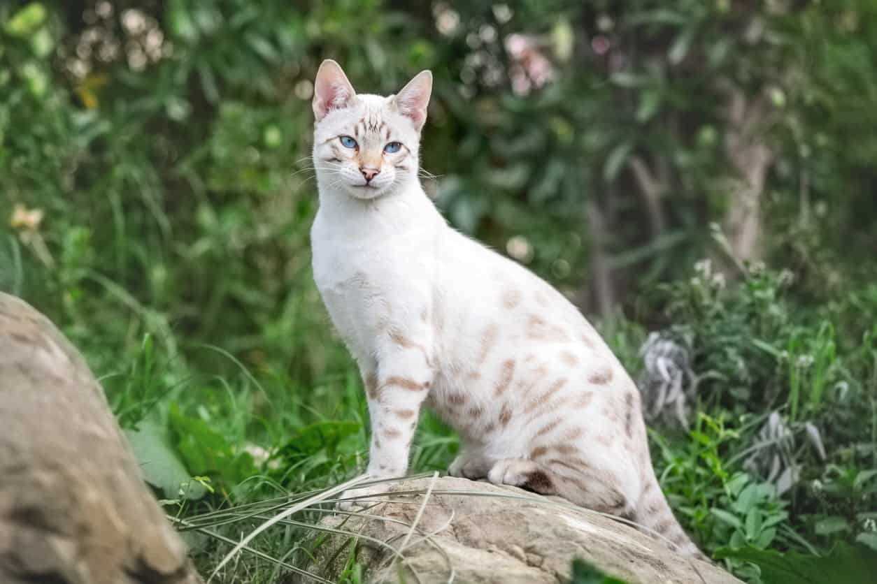 Cost comparison: Snow Bengal vs. other breeds