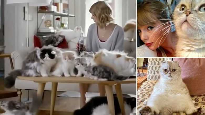 Valuation of Taylor's Feline Friends
