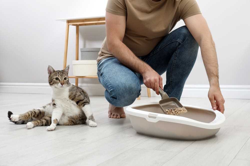 Impact of Multiple Cats on Litter Box Cleaning Frequency