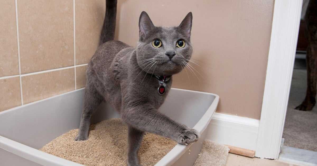 How Often Should You Clean Your Cat's Litter Box