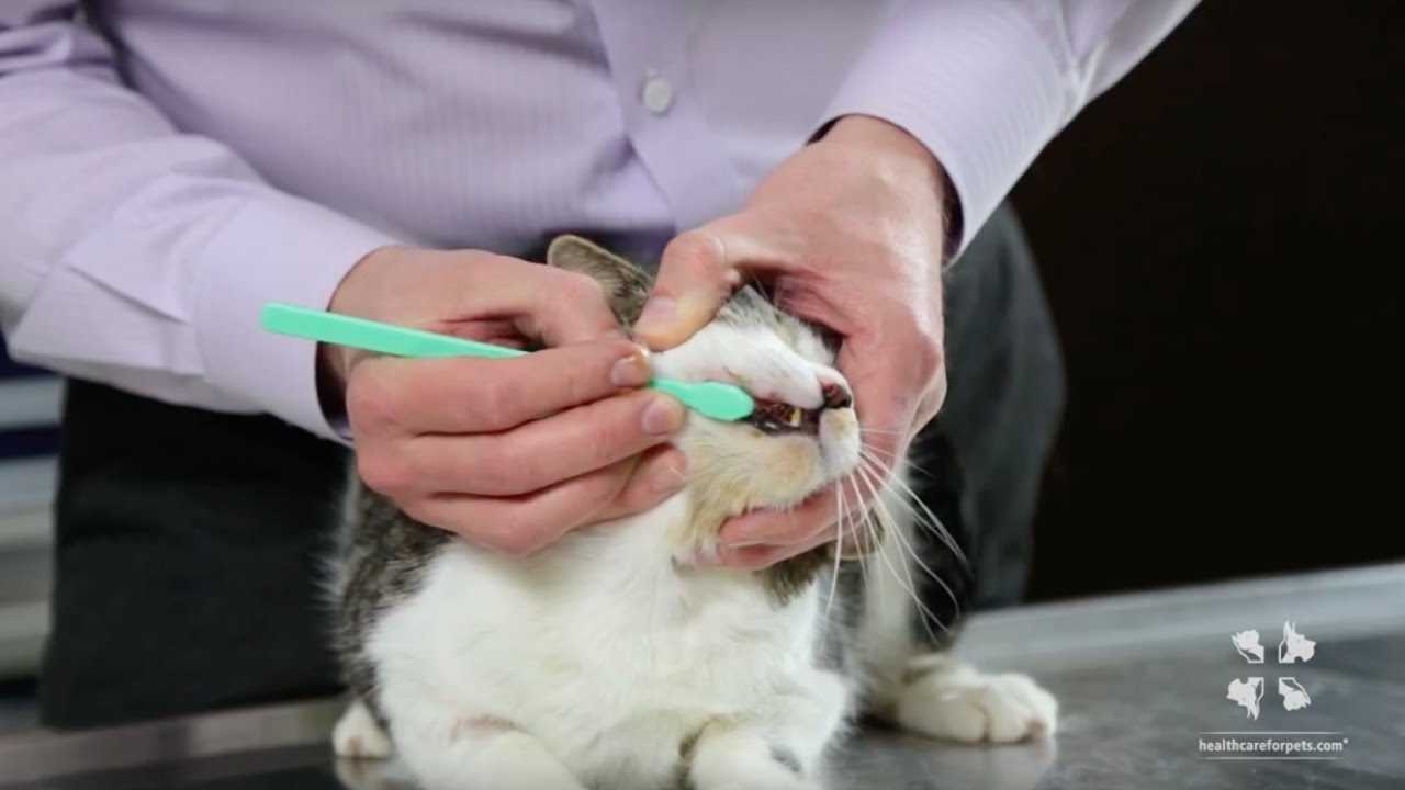Signs Your Cat Needs Teeth Cleaning
