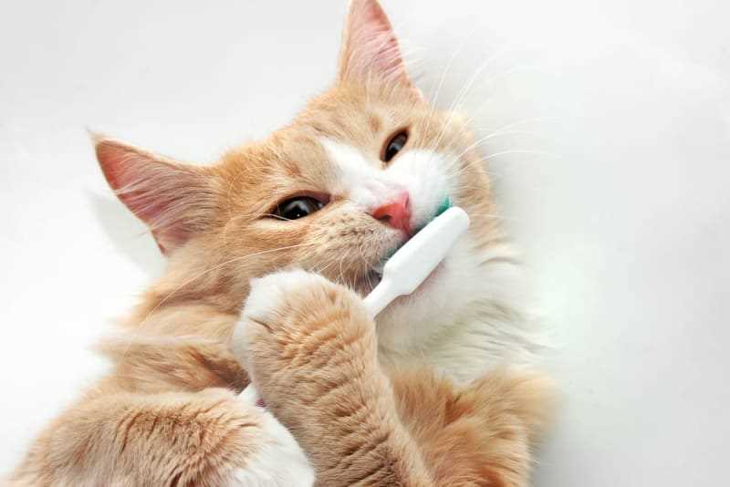 Frequency of Dental Care for Felines