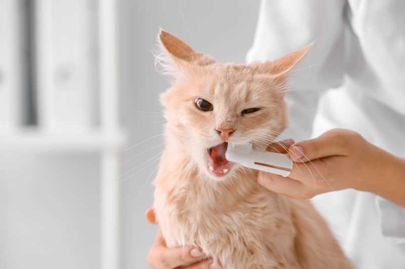 The Role of Diet in Dental Health