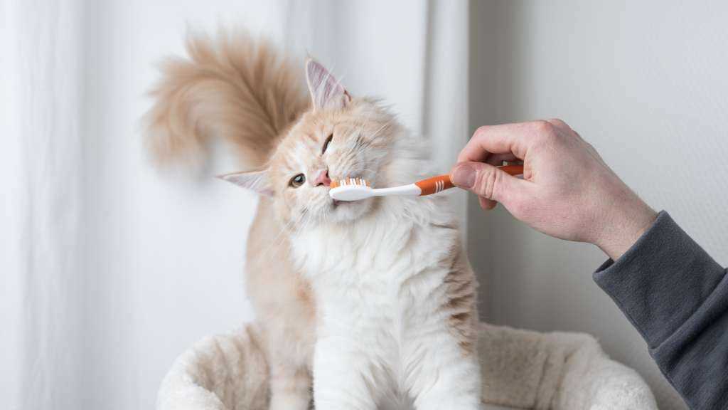 Dental Treats