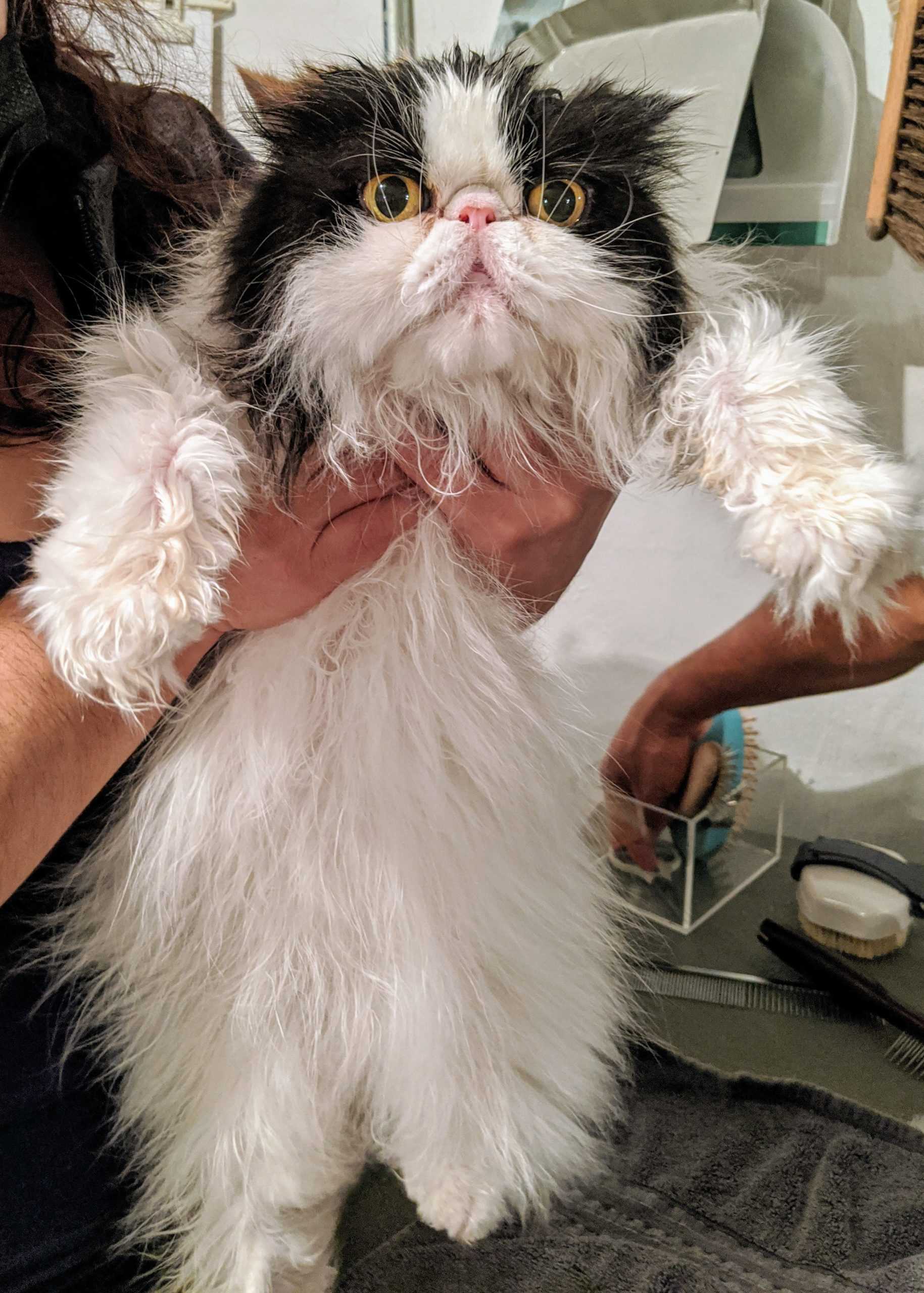 Preparing Your Feline for Grooming