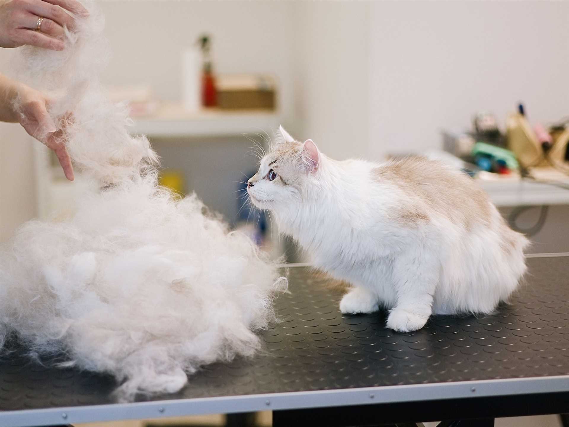 Shampoo and Conditioner