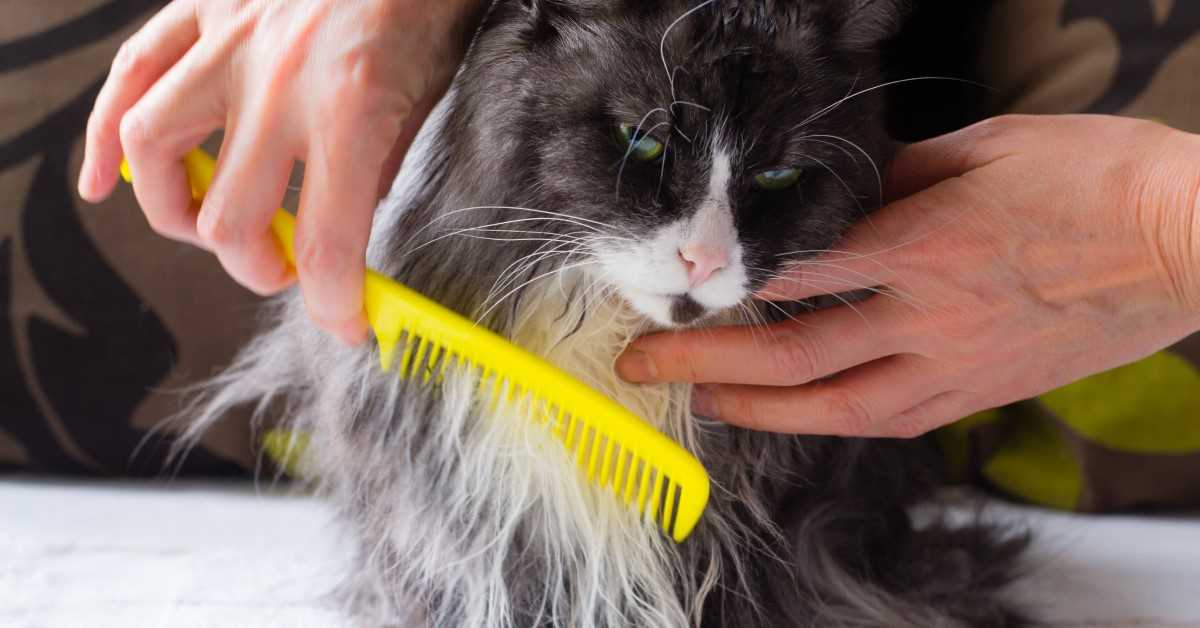 Selecting the Right Brush for Your Cat's Coat