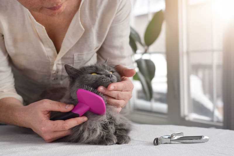 When to Visit the Vet