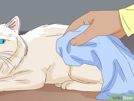Tips for Managing Feline Hygiene without Water