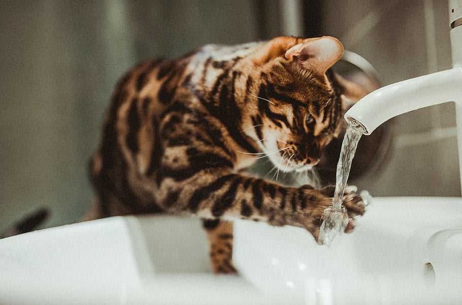 Creating a Calm Environment for Cleaning