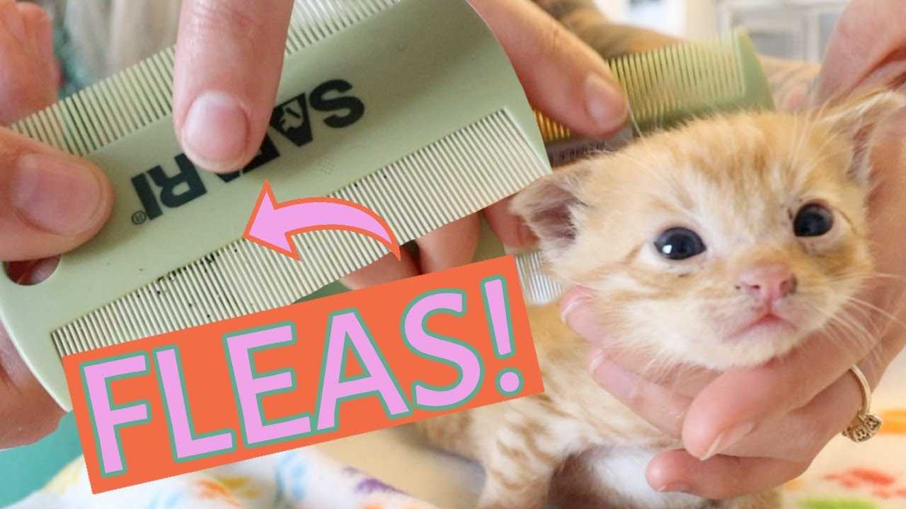 Identifying Fleas on Your Cat