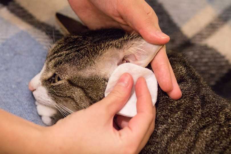 Steps to Apply Dressings