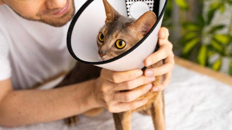 When to Consult a Veterinarian for Further Treatment