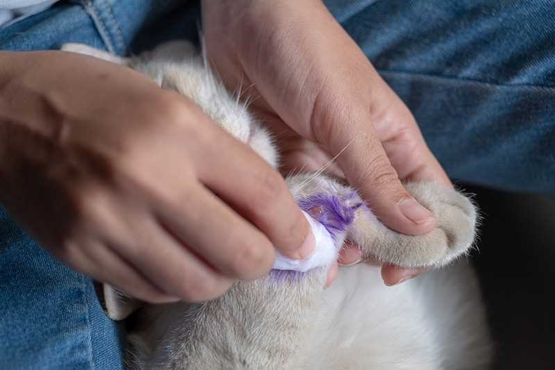 Preparing Your Feline for the Cleaning Process
