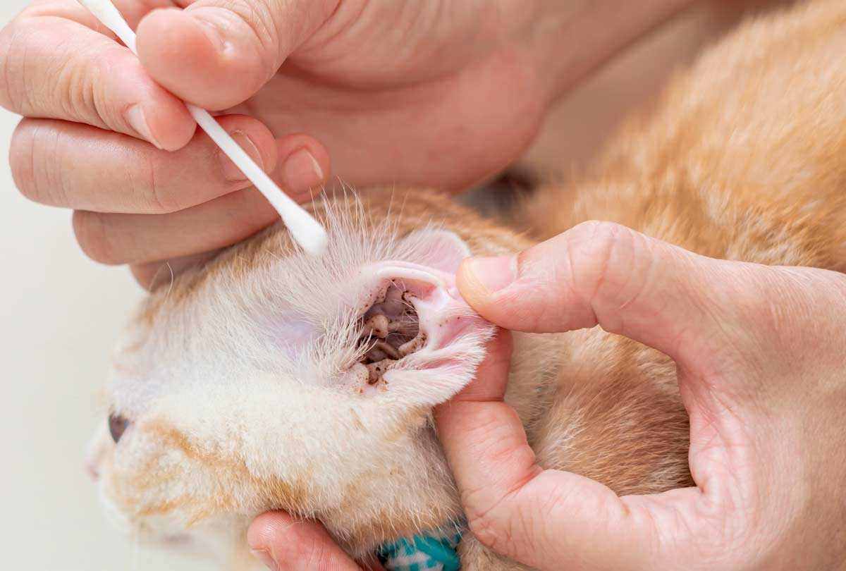 Choosing the Right Treatment for Ear Mite Infestation