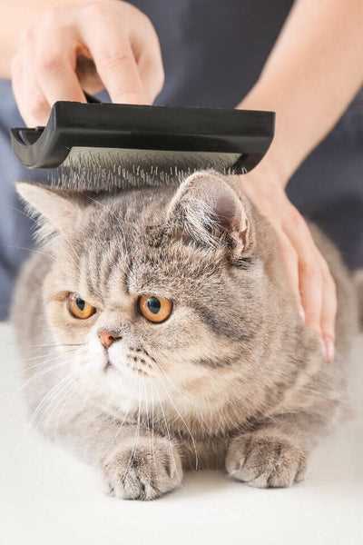 Utilizing Pet Wipes for Quick Cleaning
