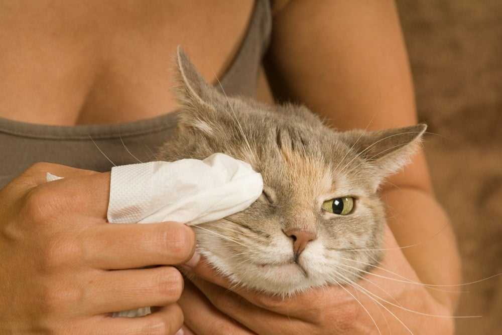 Gathering Necessary Supplies for Eye Cleaning