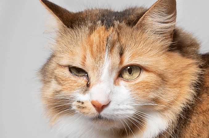 Cleaning Techniques for Ocular Infections