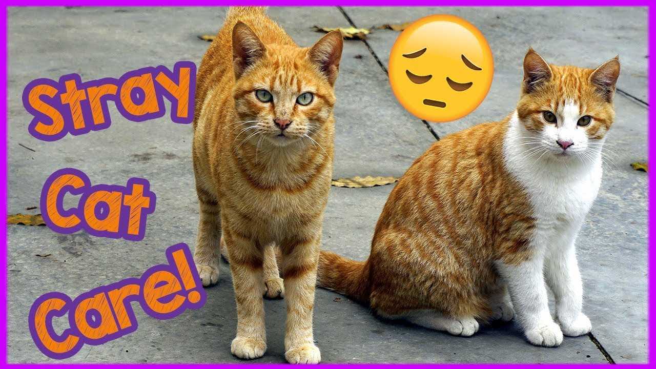 Safely Handling the Cat During Cleaning