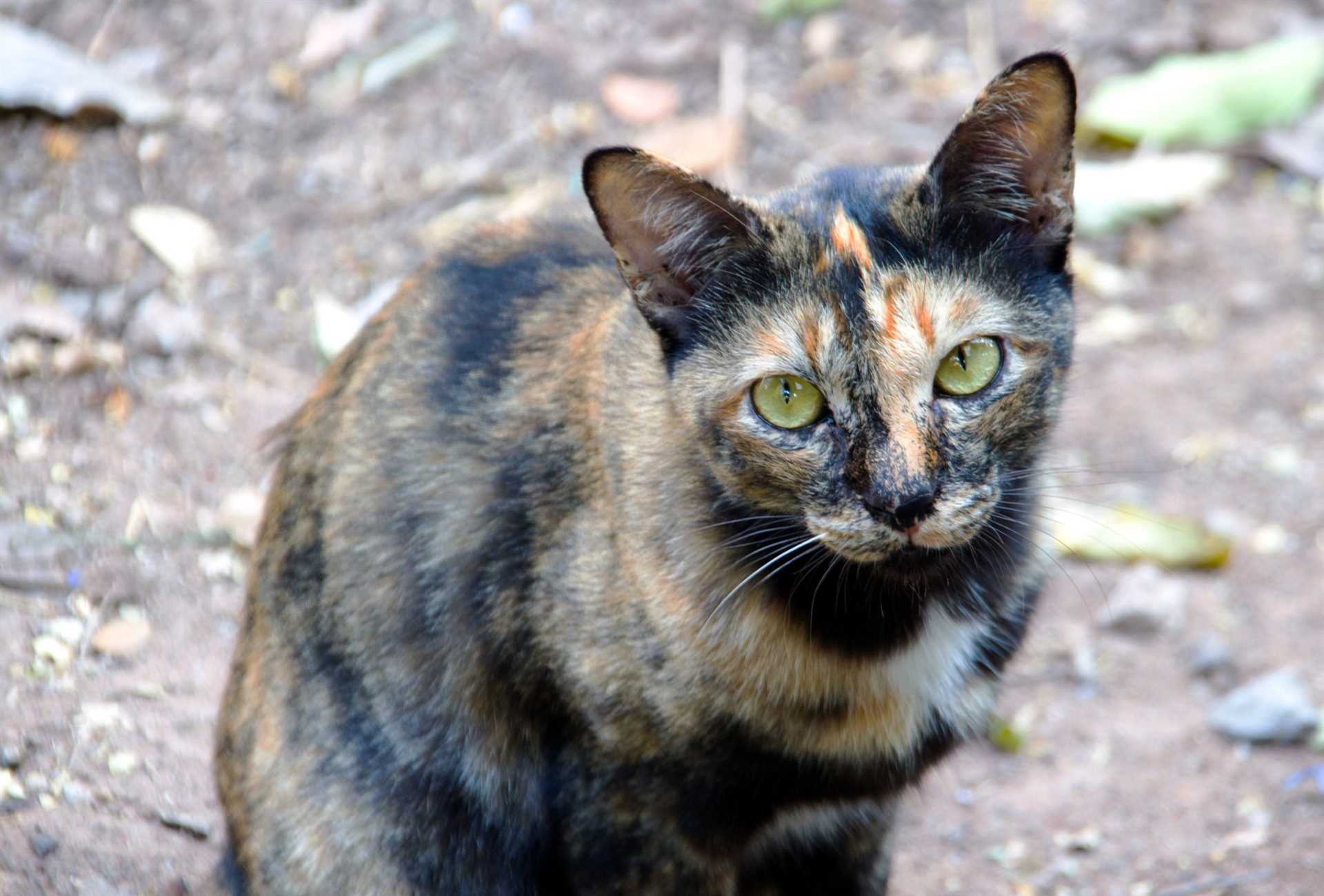 Steps for Bathing a Stray Feline