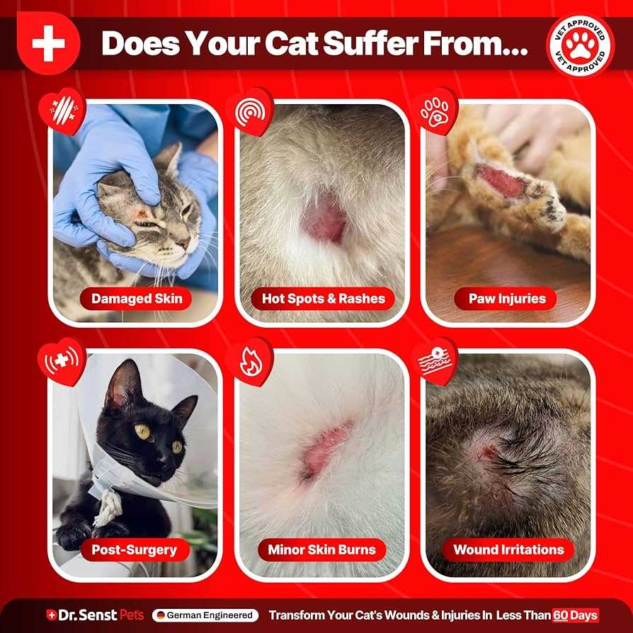 Steps to Safely Restrain Your Feline Friend
