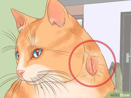Using a Carrier