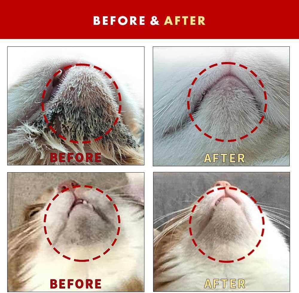 Identifying Symptoms of Feline Skin Issues