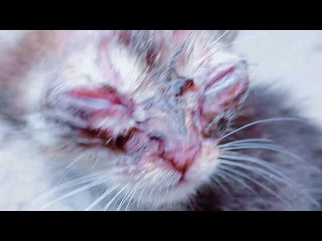 Signs That Indicate a Vet Visit is Needed