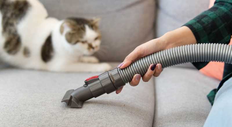 Choosing the Right Tools for Cat Hair Removal