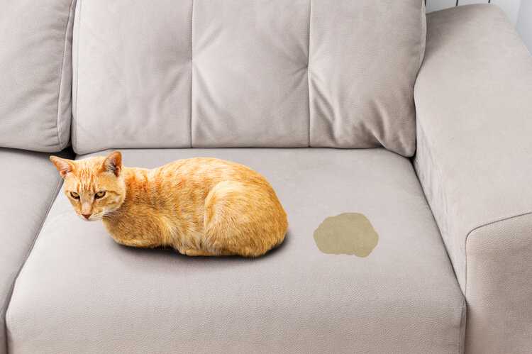 Assessing the Damage on Leather